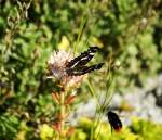 Admiralfalter mit einem Anflug der Hummel.