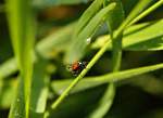 Marienk�fer im Morgentau