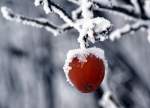 hartn�ckige Fr�chte trotzen dem Frost
