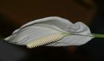 spathiphyllum wassisii