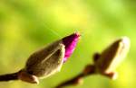 Tulpenbaumbl�te mit Spinne