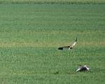 Fischadler im Anflug auf eine Wildgans
