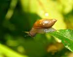 Schnecke im Morgentau