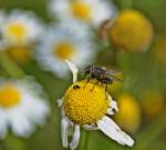 Schmeissfliege