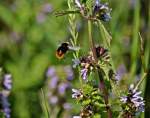 Hummel im Anflug